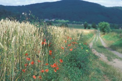 Water soil biodiversity field stripe flowers