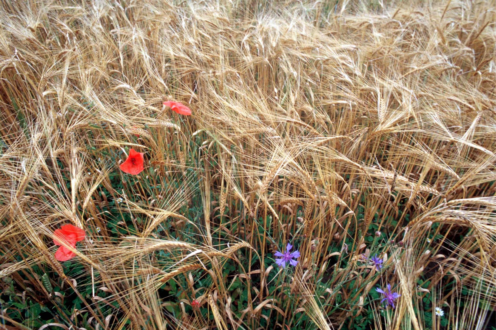 Plant Health Care - Nutrition